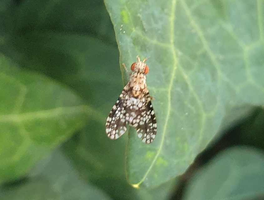 Trypetoptera punctulata - pirosszemű szarvaslégy