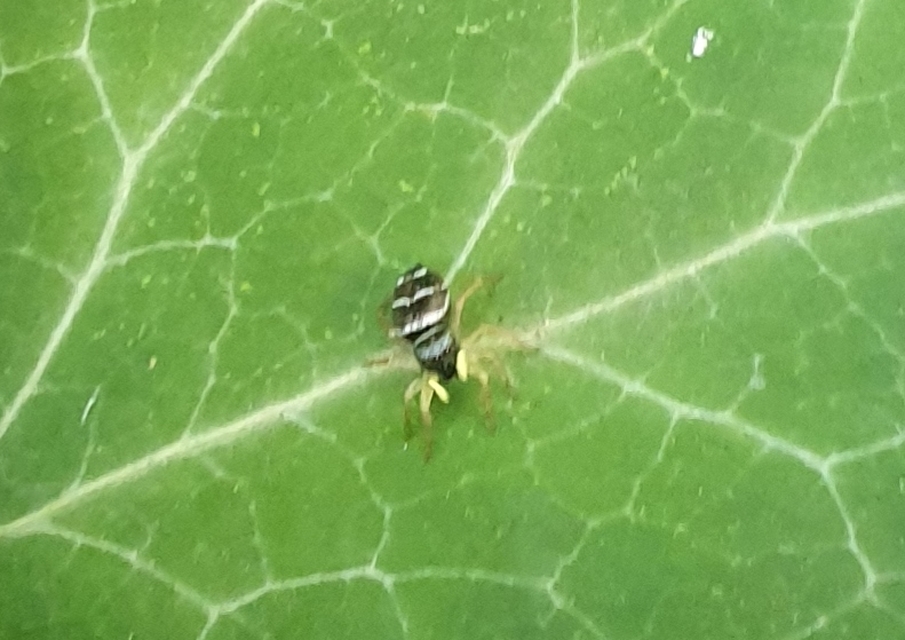 Heliophanus
