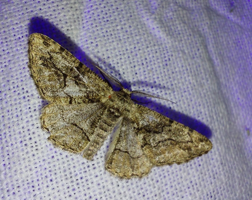 Synopsia sociaria - ürömaraszoló