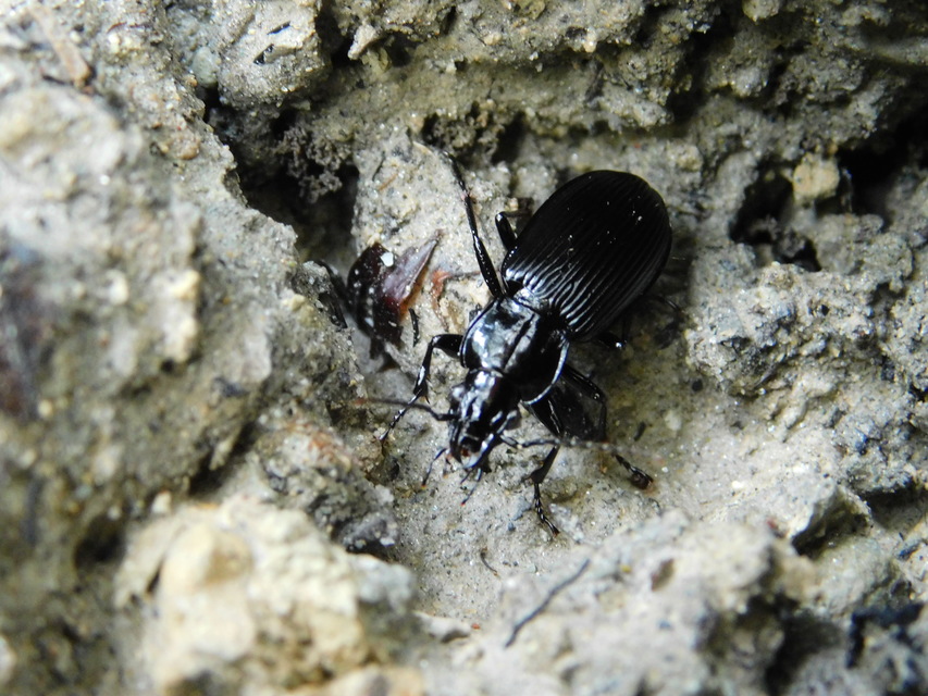 Pterostichus melanarius - közönséges gyászfutó