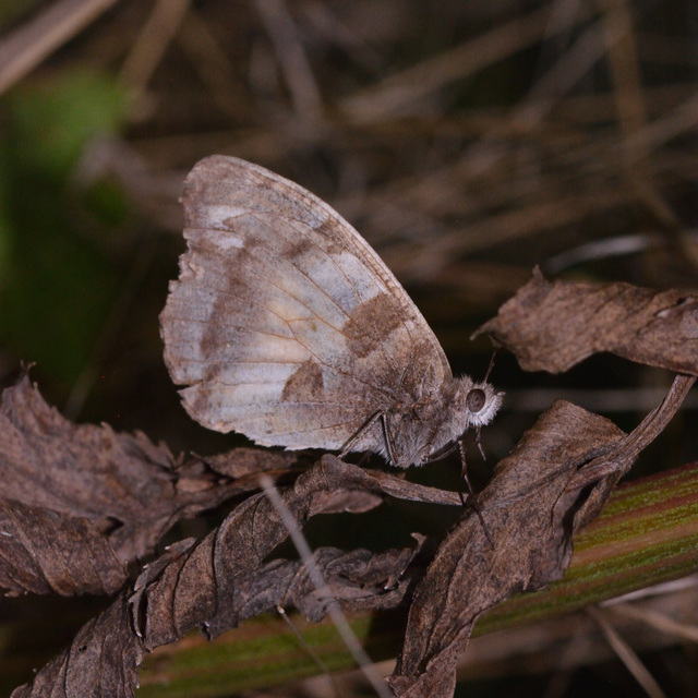 Chazara briseis - tarka szemeslepke