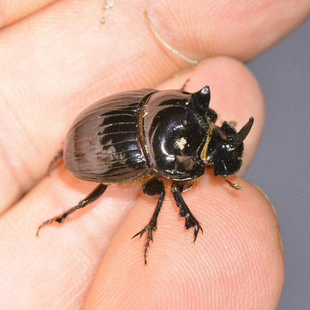 Copris lunaris - közönséges holdszarvú-ganéjtúró