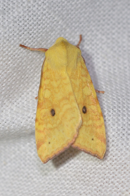 Cirrhia icteritia - nyárfa-sárgabagoly