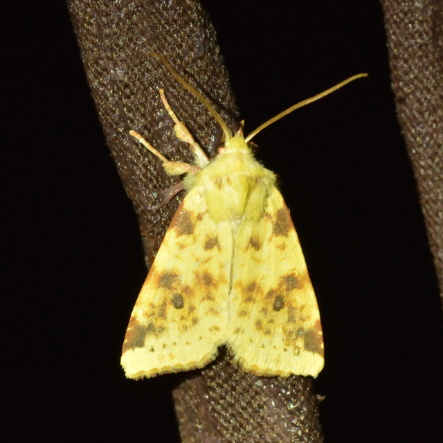 Cirrhia icteritia - nyárfa-sárgabagoly