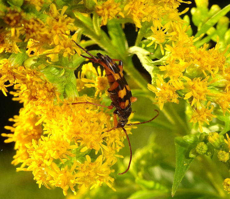 Strangalia attenuata - nyurgacincér