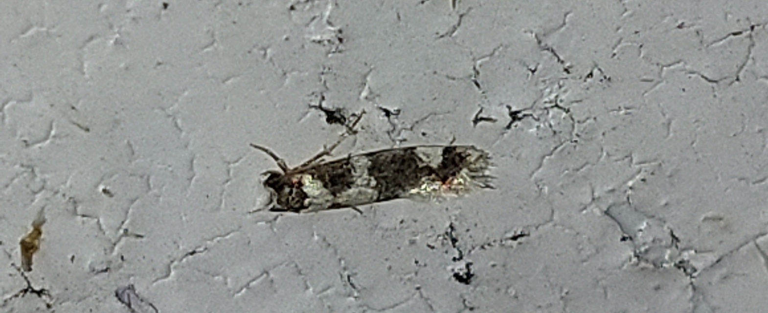 Neurothaumasia ankerella - magyarmoly