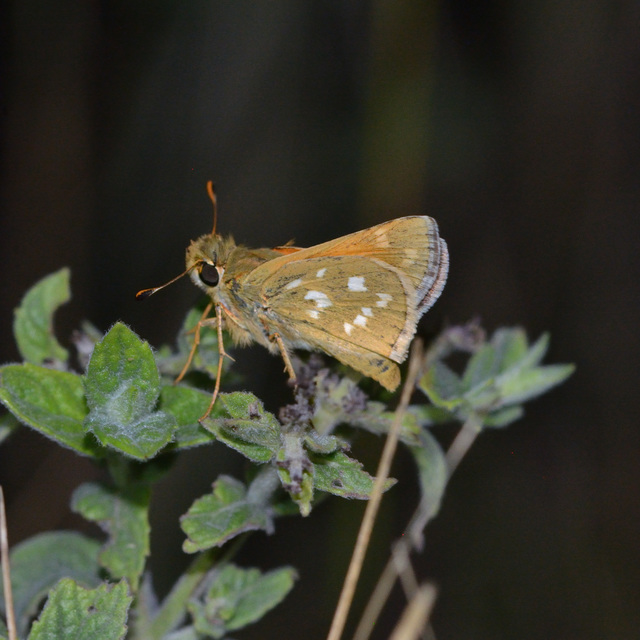 Hesperia comma - vesszős busalepke