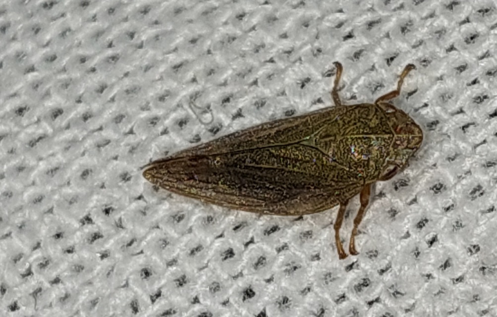 Aphrophora salicina