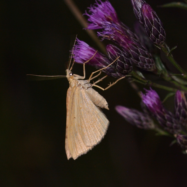Scotopteryx chenopodiata - libatop-araszoló