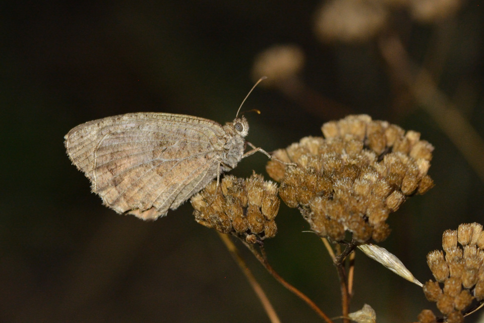 Arethusana arethusa - közönséges szemeslepke
