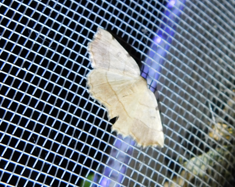 Eilicrinia trinotata - háromjegyű araszoló