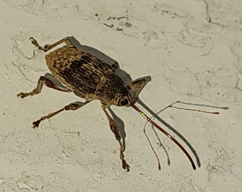 Curculio elephas - gesztenyezsuzsóka