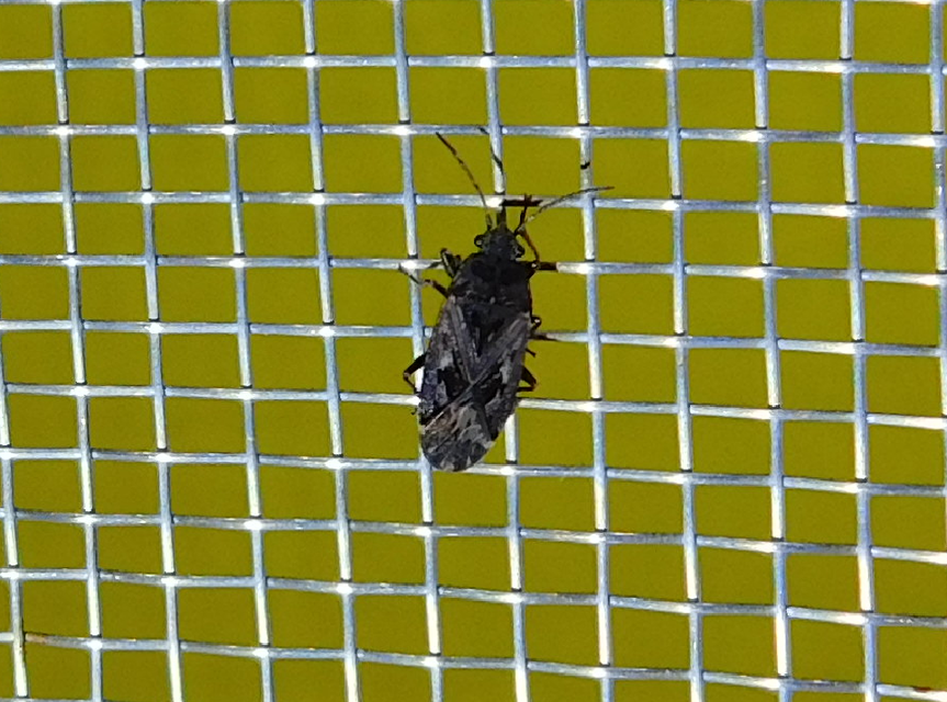 Sphragisticus nebulosus - foltos bodobács