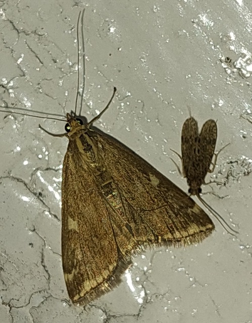 Loxostege sticticalis - muszkamoly