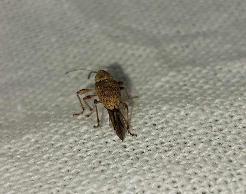 Curculio elephas - gesztenyezsuzsóka