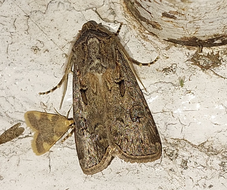 Agrotis bigramma - kétjegyű földibagoly