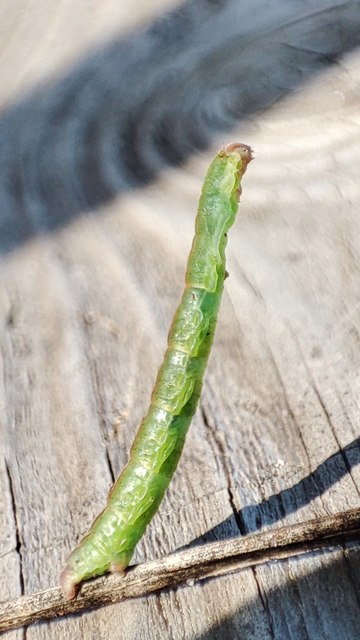 Rhodometra sacraria - rózsacsíkos araszoló