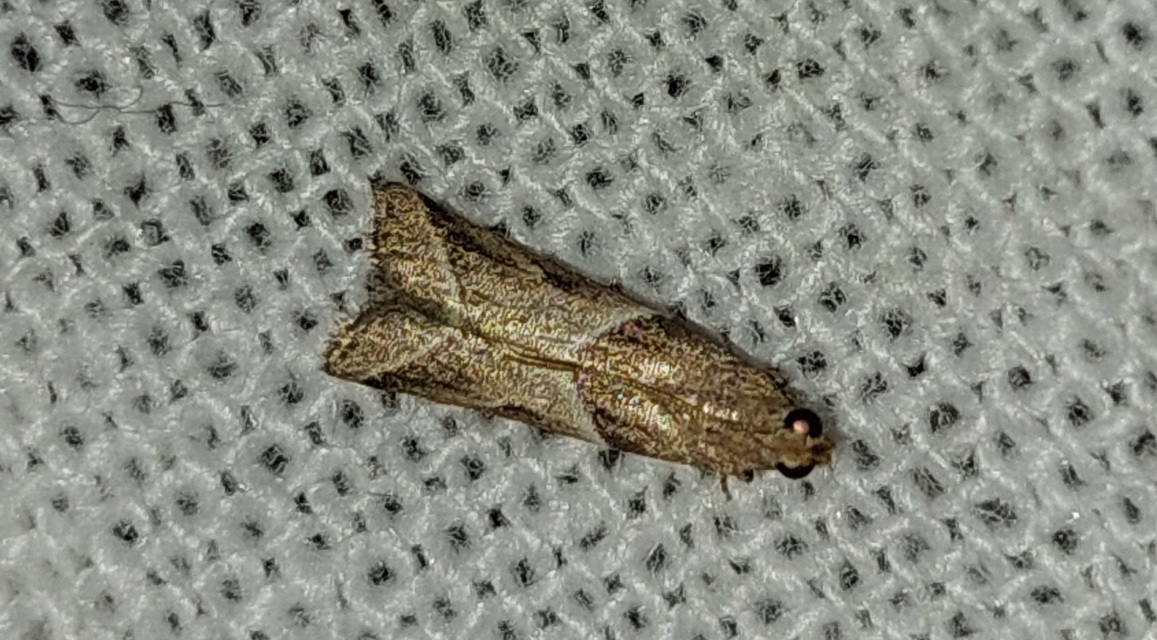 Nyctegretis lineana - agátszínű karcsúmoly