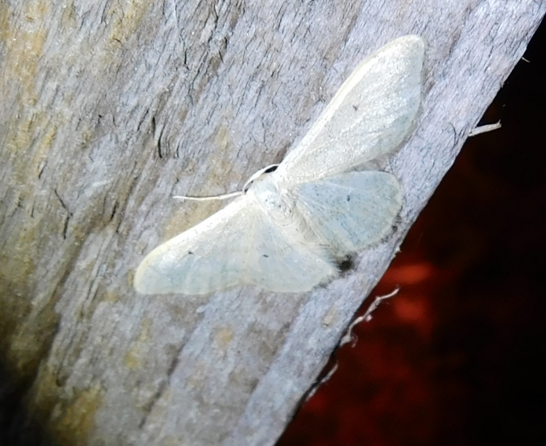 Idaea straminata - szalmasárga sávosaraszoló