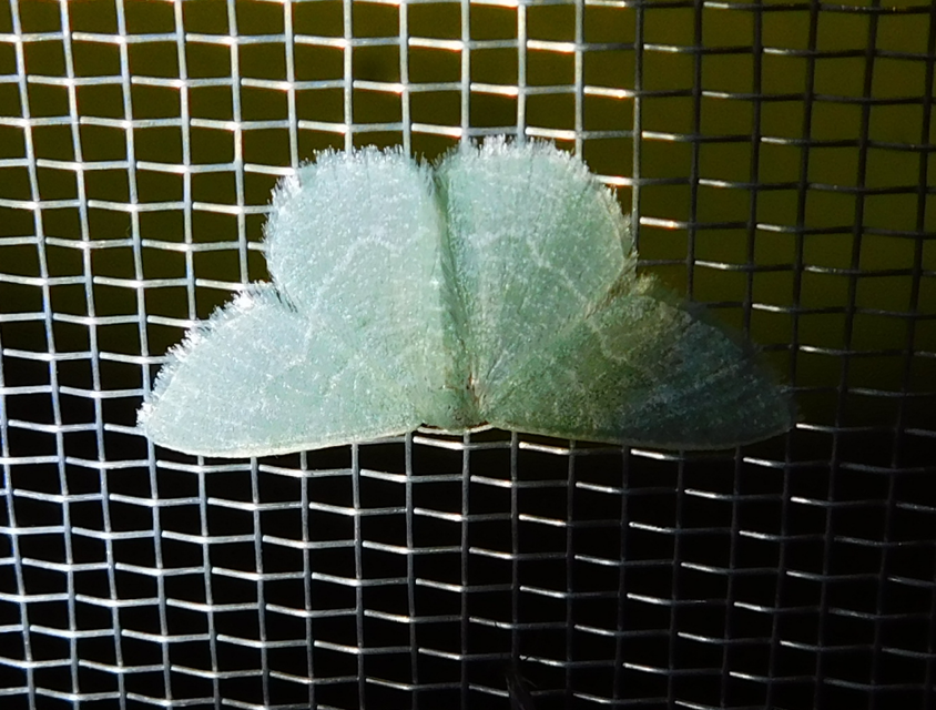Phaiogramma etruscaria - fehérpettyes zöldaraszoló