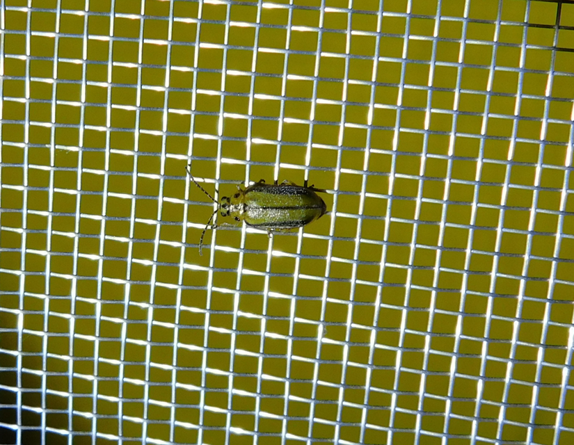 Xanthogalerucella luteola - szilfa-olajosbogár