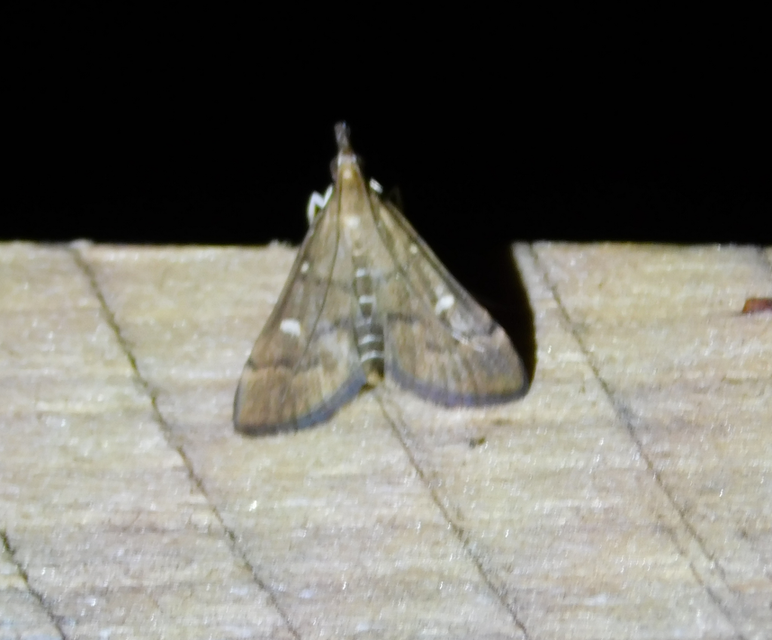 Dolicharthria punctalis - hosszúlábú tűzmoly