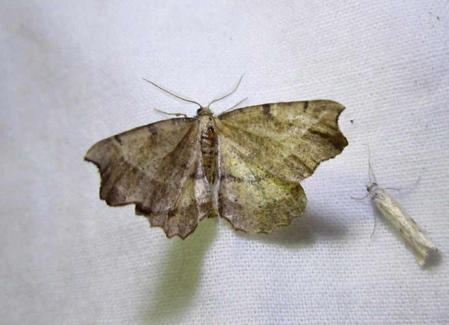 Artiora evonymaria - kecskerágó-araszoló