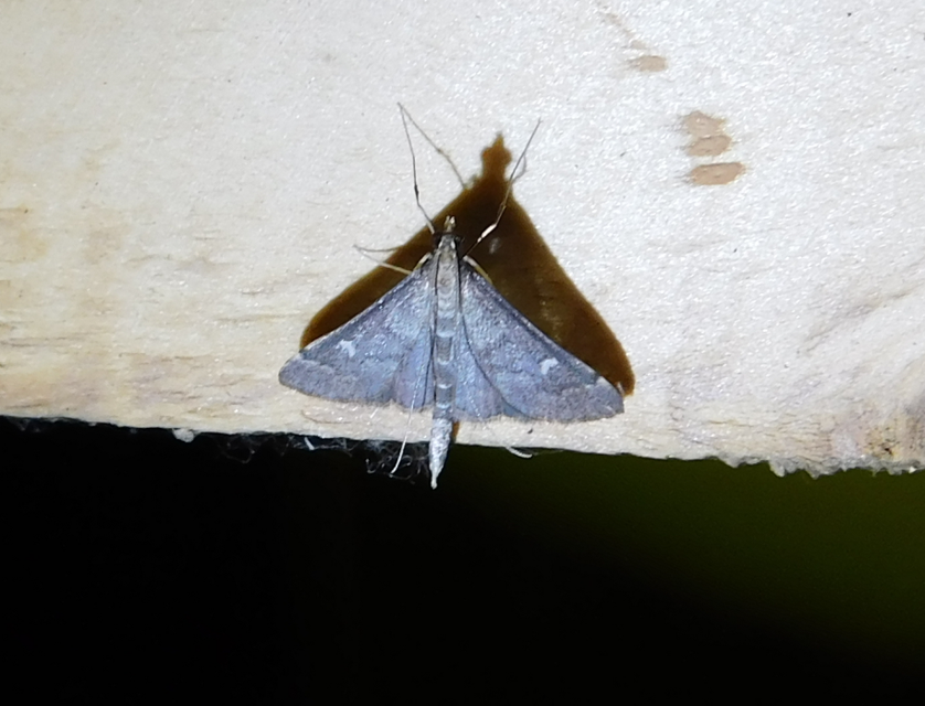 Dolicharthria punctalis - hosszúlábú tűzmoly