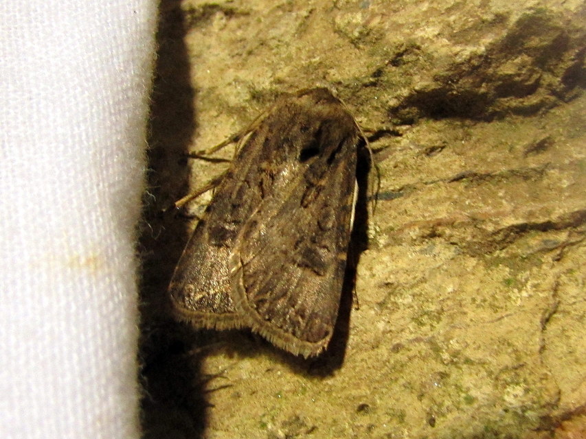 Agrotis bigramma - kétjegyű földibagoly