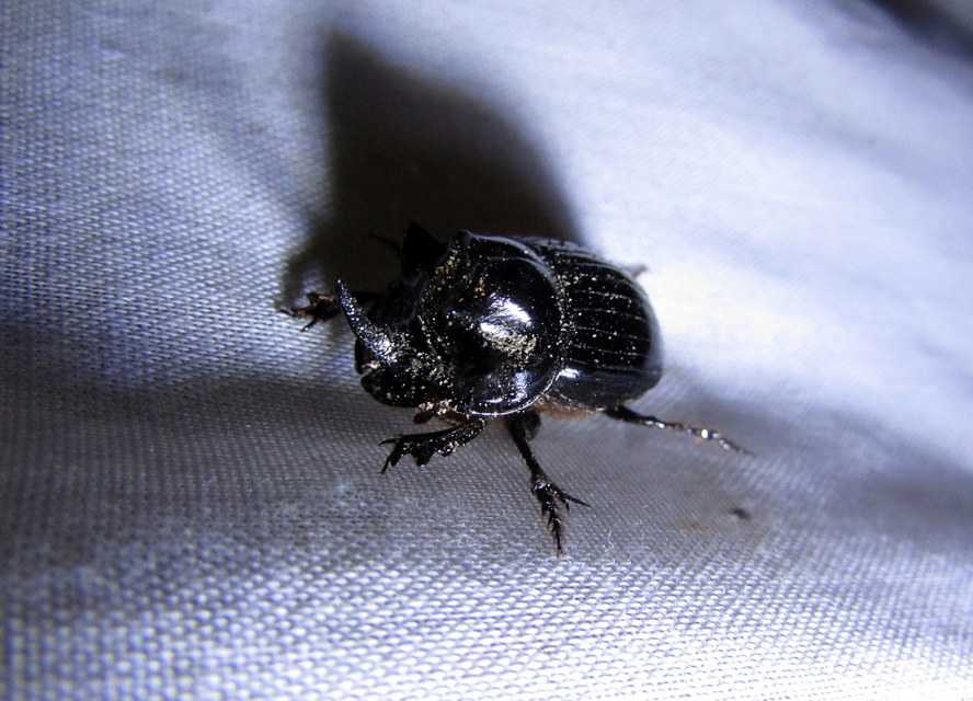 Copris lunaris - közönséges holdszarvú-ganéjtúró