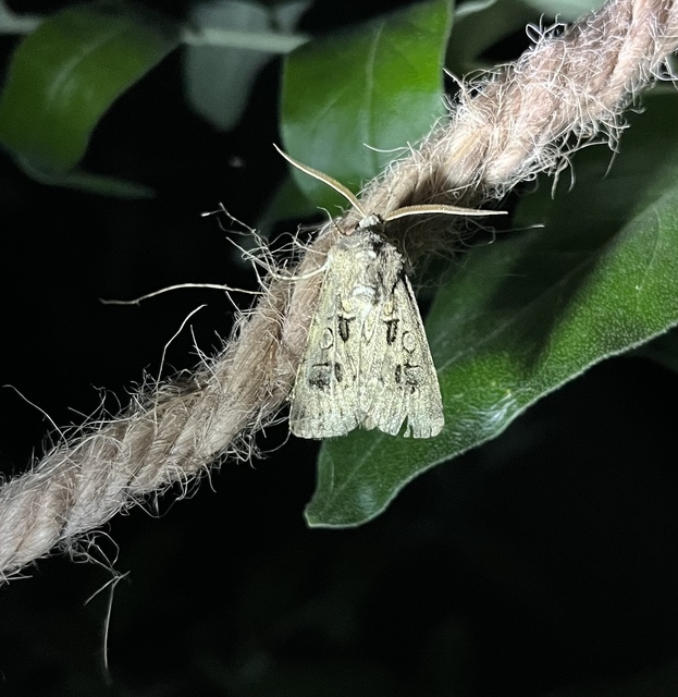 Agrotis bigramma - kétjegyű földibagoly