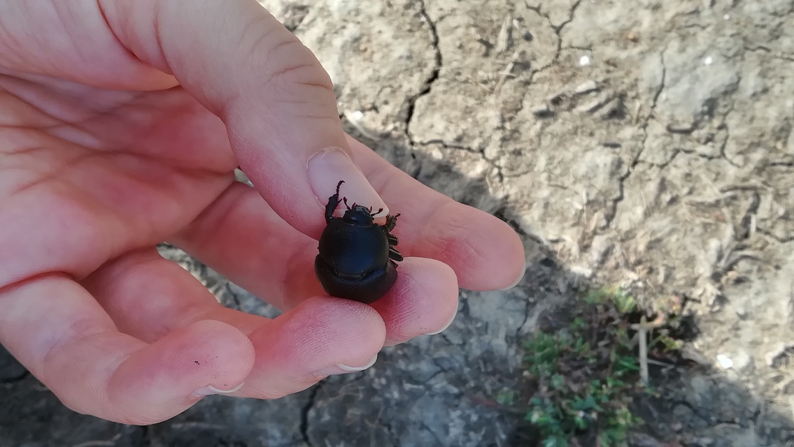 Pentodon idiota - butabogár
