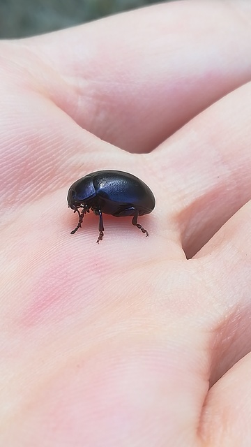 Chrysolina sturmi - vöröslábú levelész