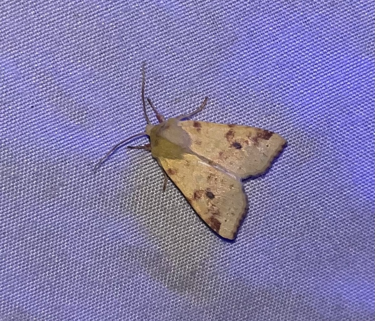 Cirrhia icteritia - nyárfa-sárgabagoly