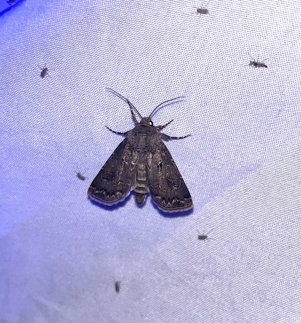 Agrotis bigramma - kétjegyű földibagoly
