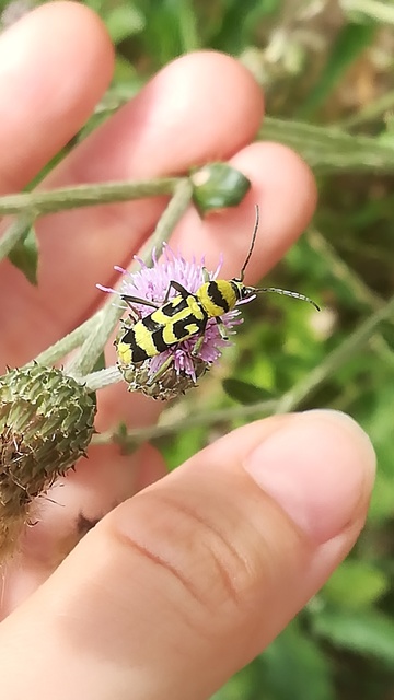Chlorophorus varius - díszes darázscincér