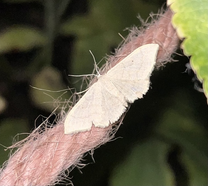 Idaea straminata - szalmasárga sávosaraszoló