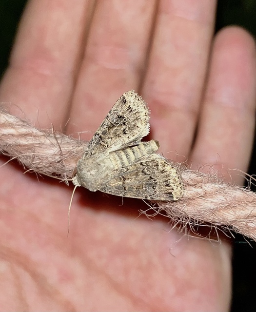 Agrotis bigramma - kétjegyű földibagoly