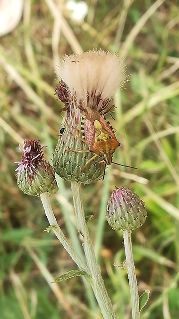 Carpocoris purpureipennis - piros gyümölcspoloska Carpocoris purpureipennis - piros gyümölcspoloska