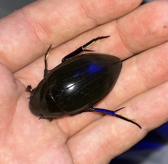 Hydrophilus piceus - közönséges óriáscsibor