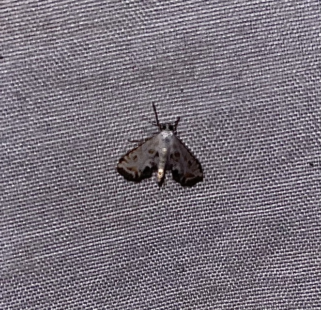 Cataclysta lemnata - békalencsemoly