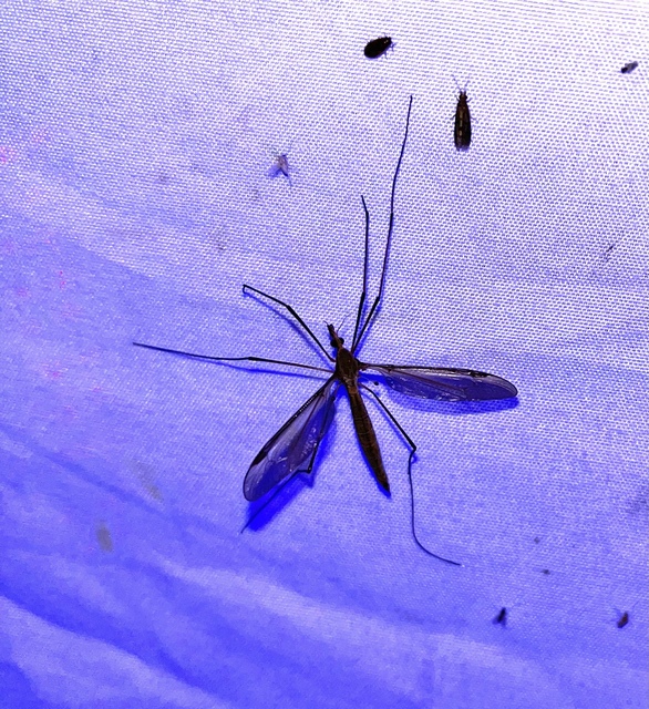 Tipula