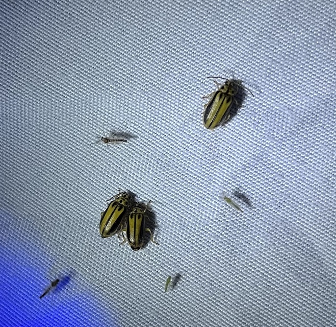 Xanthogalerucella luteola - szilfa-olajosbogár