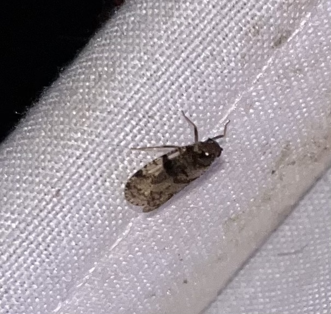 Cixius