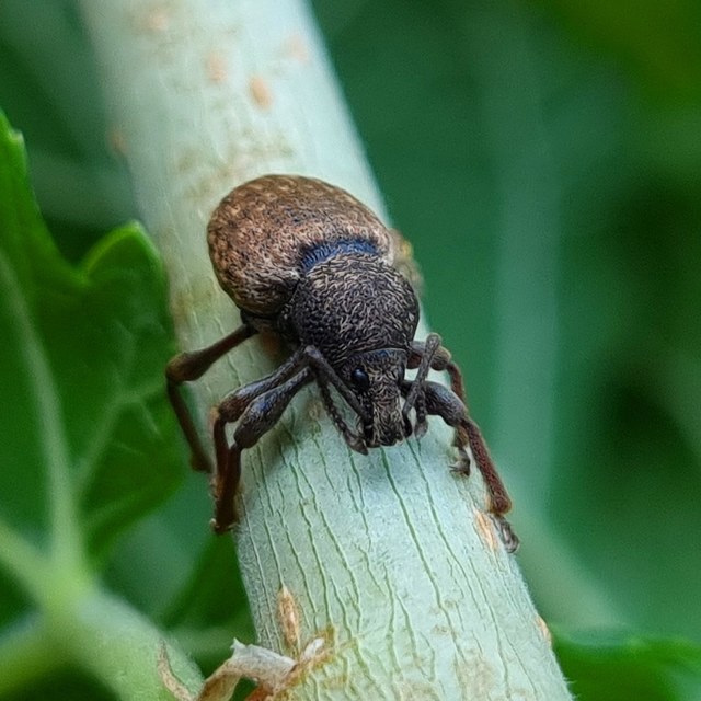 Otiorhynchus raucus - molyhos gyalogormányos
