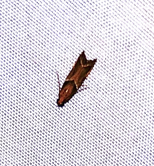 Nyctegretis