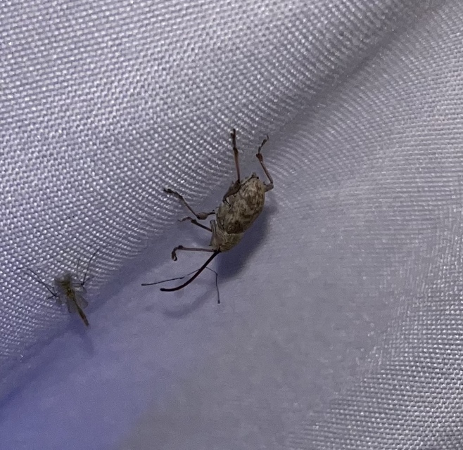 Curculio elephas - gesztenyezsuzsóka