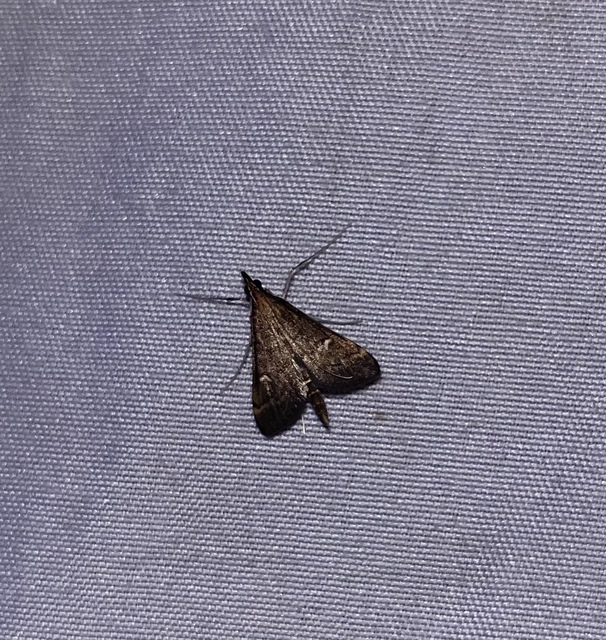 Dolicharthria punctalis - hosszúlábú tűzmoly