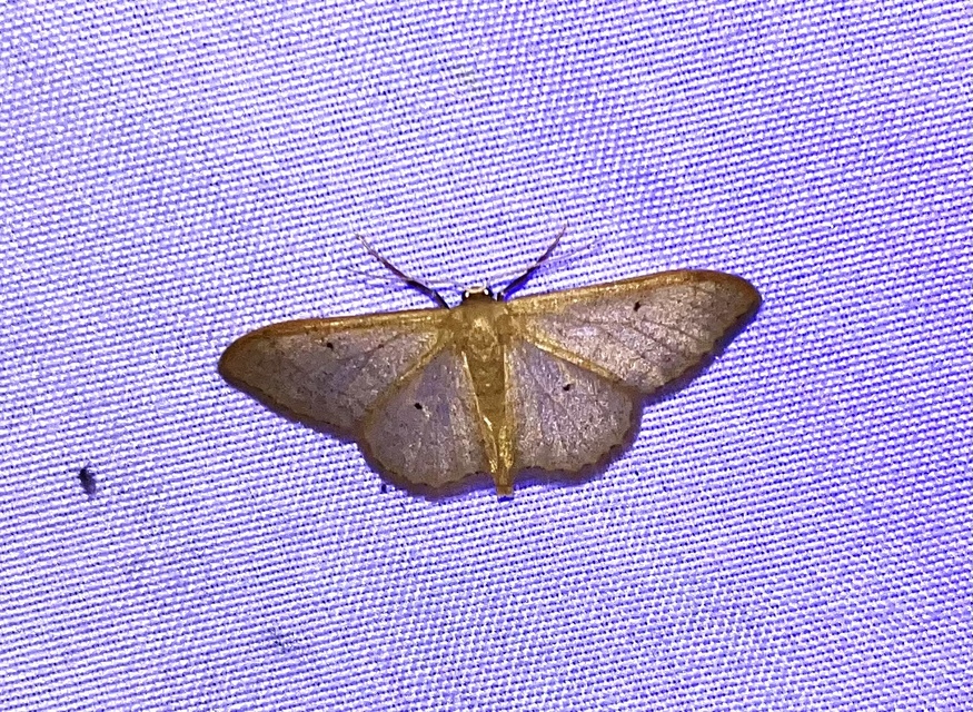 Idaea straminata - szalmasárga sávosaraszoló