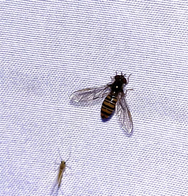 Episyrphus balteatus - ékfoltos zengőlégy